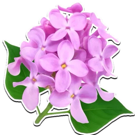 сирень цветы, lilac flower, цветы клипарт, цветущая сирень, сирень сиреневая