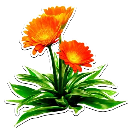 календула, liveinternet, цветы клипарт, оранжевые цветы, цветок календула