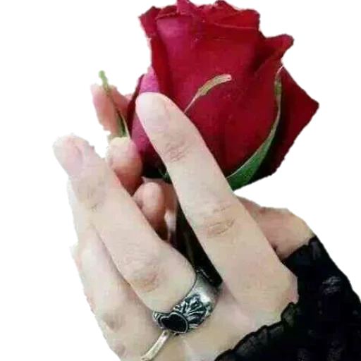 девушка, роза руке, роза ладонях, красивые цветы, женская рука розой