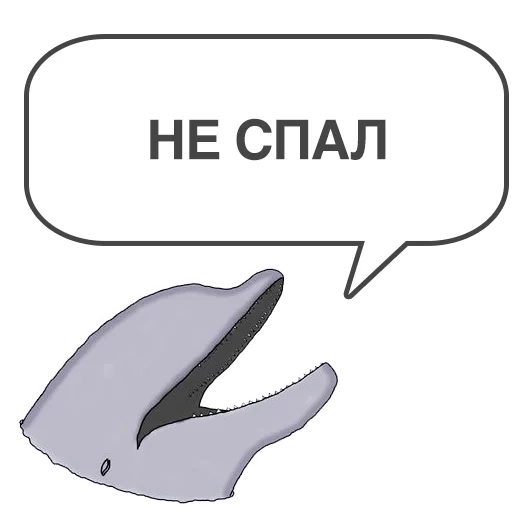 whale, meme, it's time to go to bed, white-bottomed whale, dolphin klipper