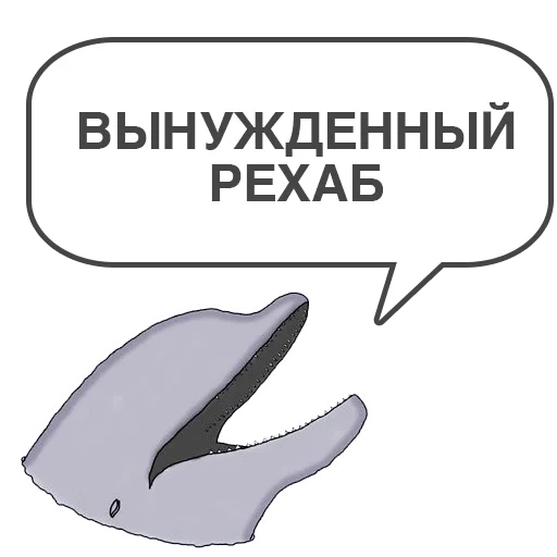 whale, funny, dolphin, bottlenose dolphin, dolphin klipper