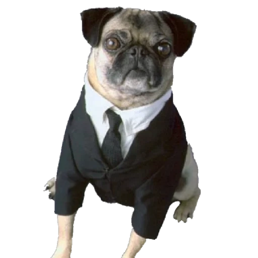 pug, pug frank, pug anjing, orang kulit hitam 3, pug suit people black pug