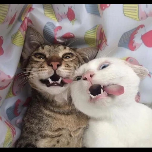кот, котик андрюши, котики смешные, смешные коты два, милые котики смешные