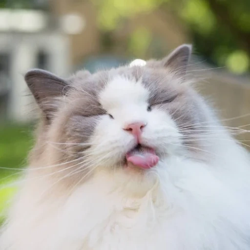 cat, cat, yawning cat, the breed ragdoll, aurora ragdoll cat