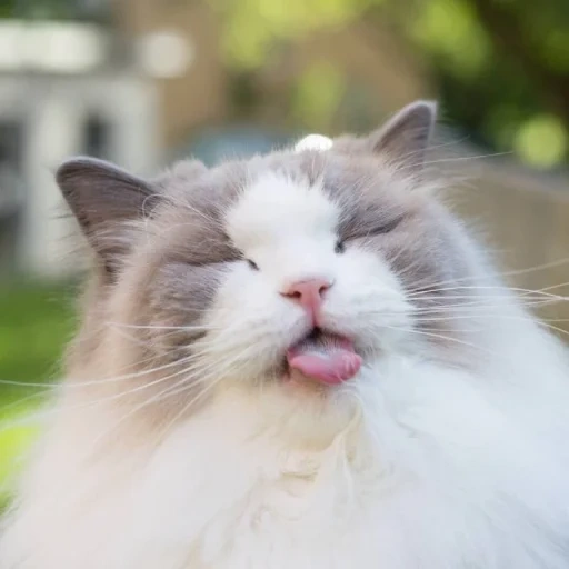 gato, gato, gato bocejando, a raça ragdoll, aurora ragdoll cat