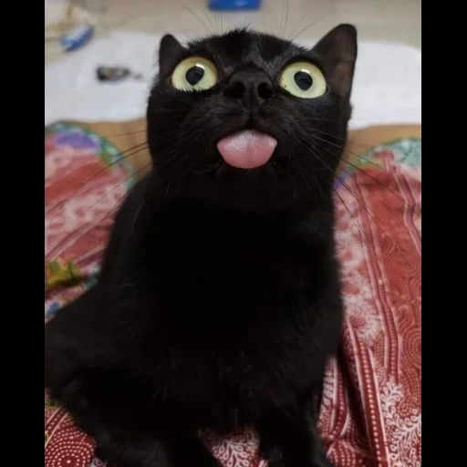 кот, черный кот, чёрная кошка, смешной черный кот