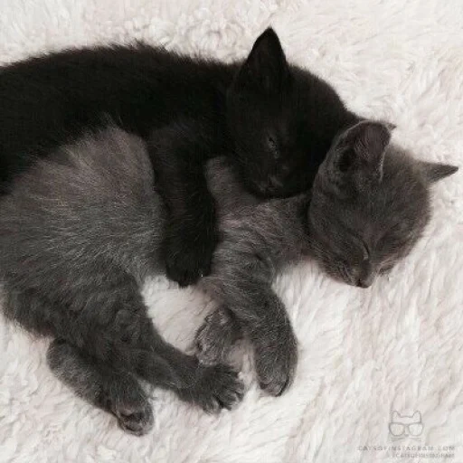 кошка котенок, котенок черный, черный серый котенок, очаровательные котята, британские котята обнимаются