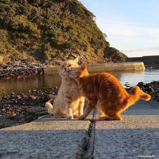 laut kucing, skala kucing, laut kucing, kucing itu keren di musim panas, kucing keren yang indah