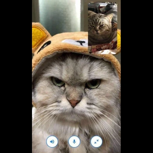 gatto, gatti, il muso di gatto, cappello da gatto russo, i gatti governano il mondo
