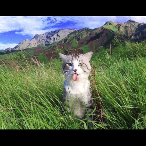 кот, кот серый, кошка природе, животные коты, фотогеничный японский кот путешественник