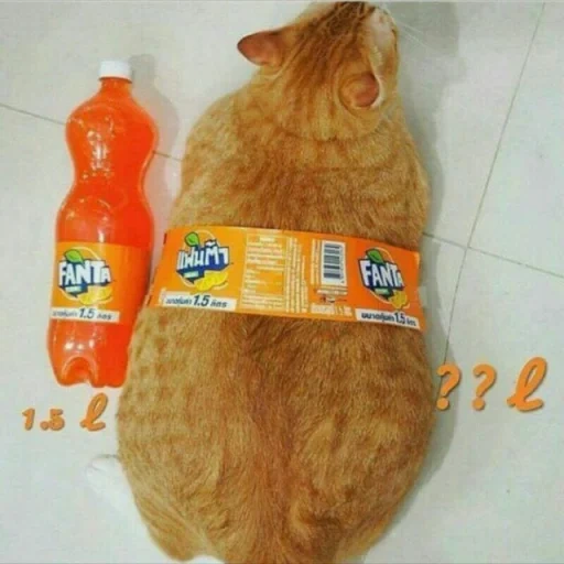gato, gato franco, gato anaranjado, gato gordo, gato fant