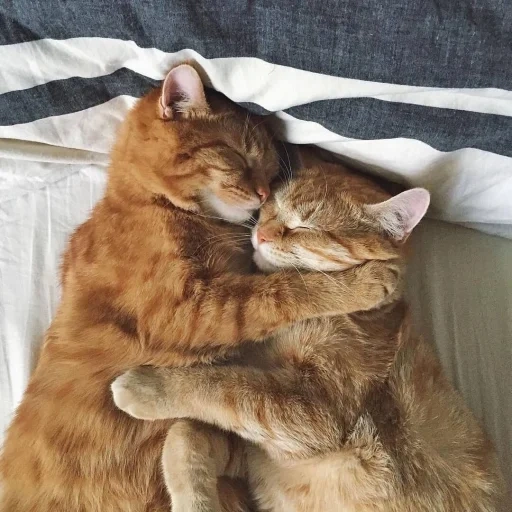 abbracci di gatti, kitty hugs, abbracciare i gatti, abbracciare i gatti, i gatti adorabili sono insieme