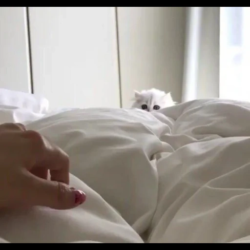 secreto, a vida é o momento, nuvem branca, os animais são fofos, cama de gato branco