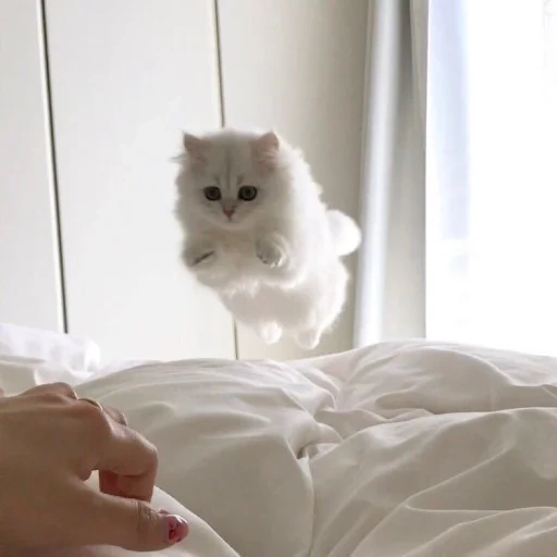 cute cats, the cat is fluffy, cats aesthetics, fluffy kittens, cute cats aesthetics