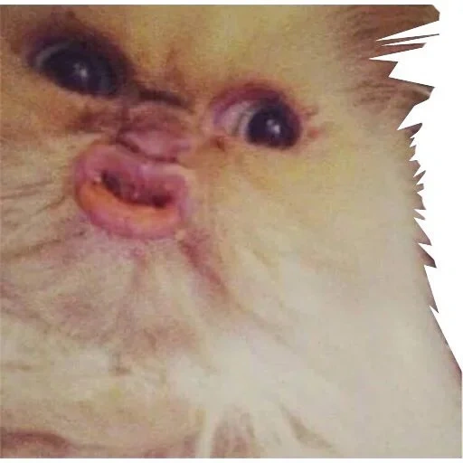 cat, viewer, twitter, that one, i kiss a meme