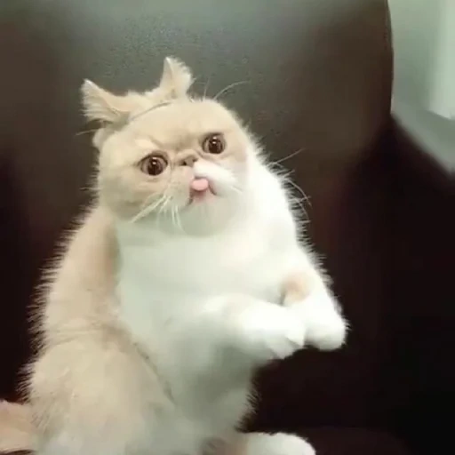 cat, cat, the cat is funny, persian cat, exotic cat