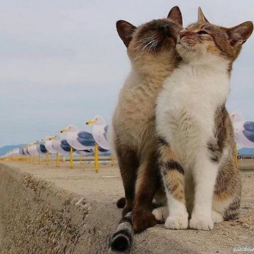 cat, two cats, cats love, kitty together, the first love of cats