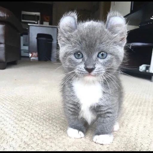 gatti, gatto grigio, kinkelou cat, la razza di kinkalou, mini gatto razza kincou