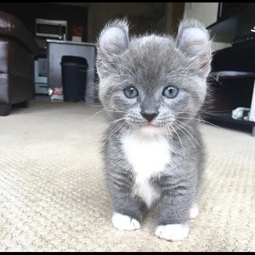 gatos, gato cinza, kinkelou cat, a raça de kinkalou, mini raça de gato kincalou