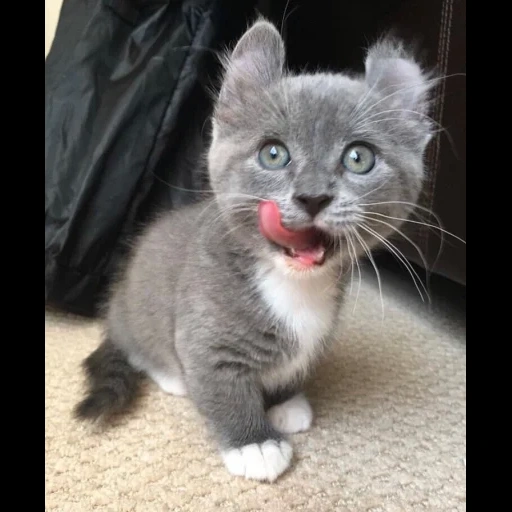 gatto, gatto, gatto, animali carini, gattini affascinanti