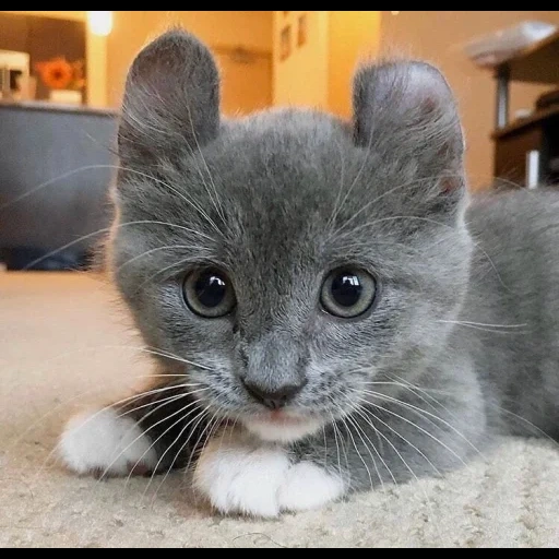 kinkelou, kinkelou cat, a raça de kinkalou, o gato é orelhas redondas, gatos são orelhas redondas