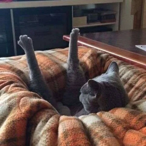 gatto, gatti, hoba cat, il gatto è il divano, gatti animali