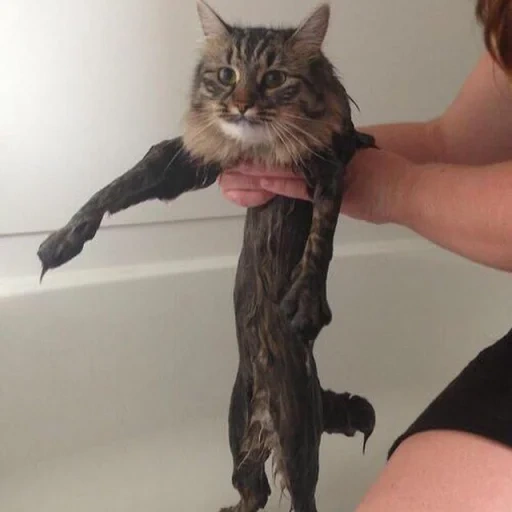 кот, мокрый кот, мокрая кошка, смешной мокрый кот