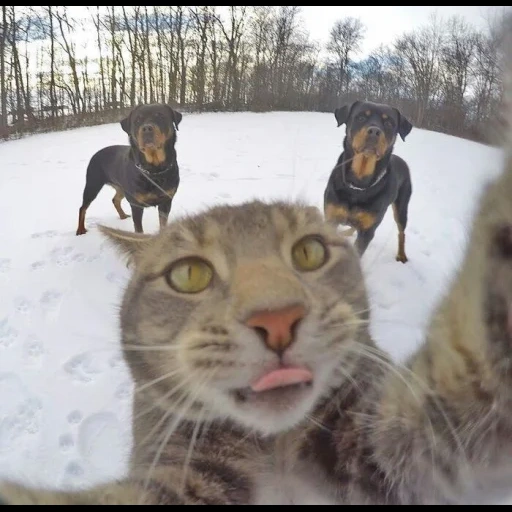 der kater, sachliche katze uaz, graues katzen selfie, selfie katzenhunde, furchtlose selfie katze