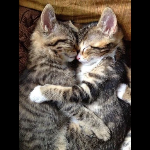 chat, coup de minou, deux chats mignons, catcious hugs, chats étreints