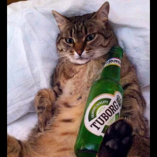 cats, cat, funny cats, cat alcoholic, funny animals