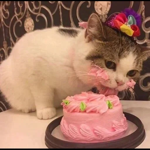 gâteau, gâteau de chat, gâteau, le chat mange un gâteau, le chaton mange un gâteau
