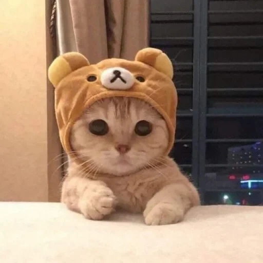 gatto carino, nyashka cat, gatti carini, un simpatico cappello da gatto, foto di simpatici gatti
