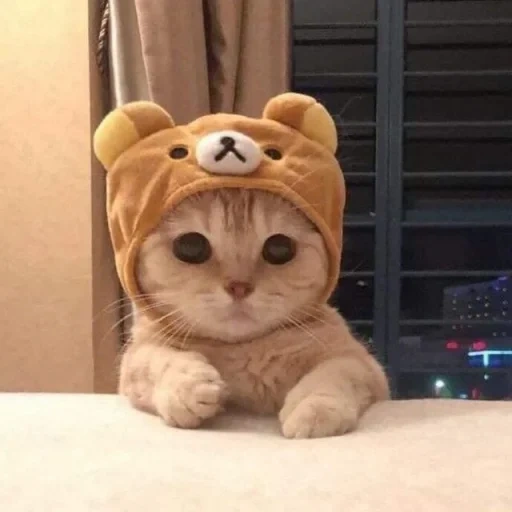 kucing lucu, kucing nyashka, kucing lucu, topi kucing yang lucu, foto kucing lucu