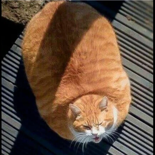 gato, um gato, gato ruivo, gato gordo, gato vermelho gordo