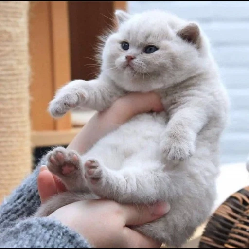 der kater, süße katzen, fettkätzchen, charmante kätzchen, ein kleines molliges kätzchen