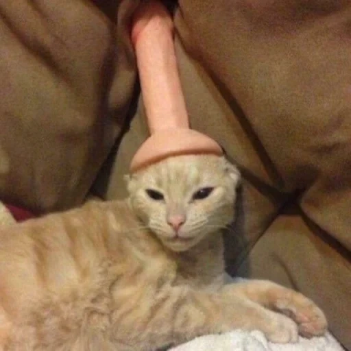 cat, cat, member of the cat, cat cock