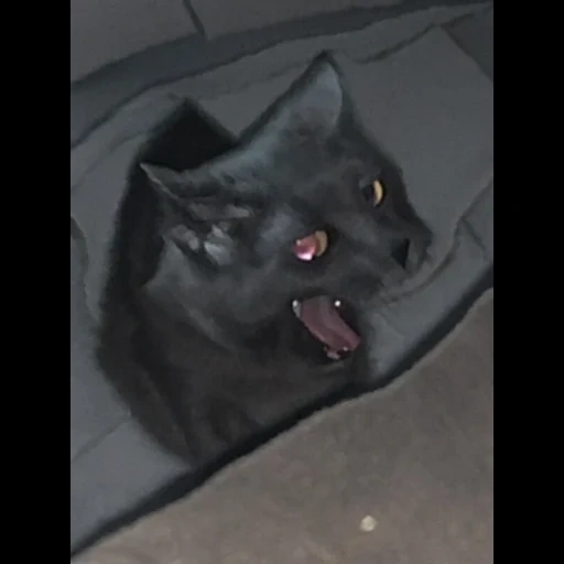 gato, gatos, vampiro de gato, gato preto, animais engraçados