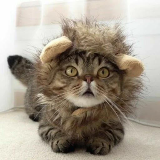gatto, gatto leone, soffice e soffice, gatto peloso, gattino peloso