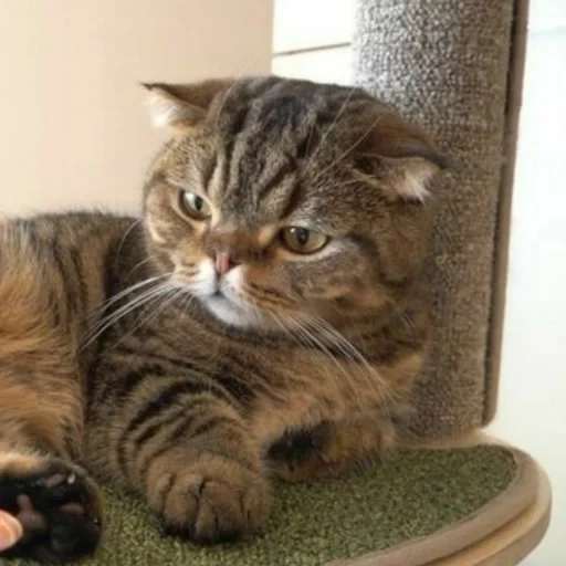 scottishford, scotch cat, scottish folding browntower, scottish drooping-eared cat, scottish drooping-eared reed cat