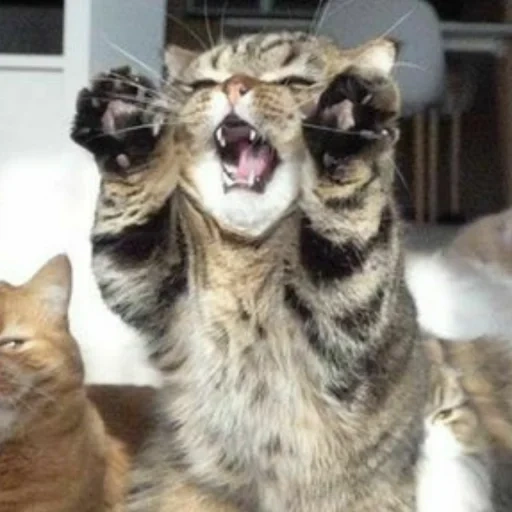 gato, gato, gato engraçado, gato bocejando, o gato está brincando