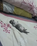agnes, se durmió cuando estaba lleno, gato doméstico, gatito dormido, gatito encantador