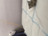 cat, cat of the ceiling, cat of the ceiling, the hole in the ceiling, gif is a hard day