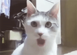 the cat is funny, the cat is surprising, white cat shock, the cats are funny, surprised cat meme
