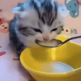 gatto, gatto, meme del mostro di cam, gattino sta bevendo latte, gattino beve latte con un cucchiaio