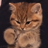 cat cat, cute cats, cat animal, cute cats are funny, gif kitten waves its paw