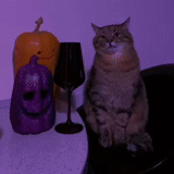 chat, kote, chats, chat, cat halloween
