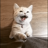 cat, the cat laughs, funny animals, short haired cat, charming kittens