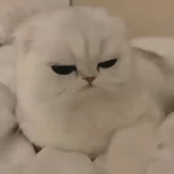 gatto, gatto, gatto è arrabbiato, meme gatto carino, gatto arrabbiato bianco