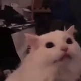 cat, cat, cat meme, kitty meme, mem white cat