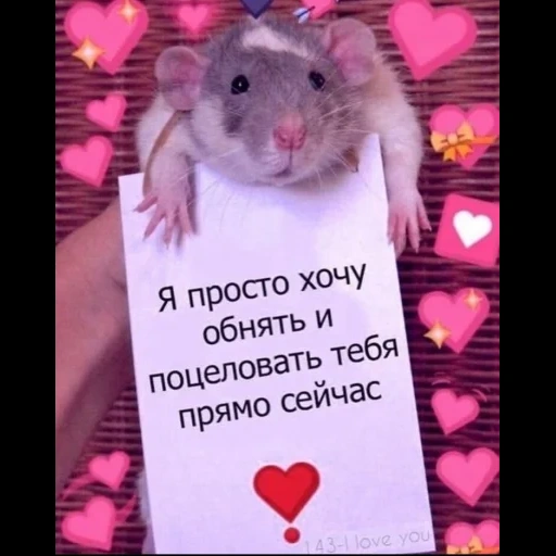 пикчи тебя люблю, очень милая крыса, валентинки крысами, милые крыски надписями, милые пикчи любимого человека